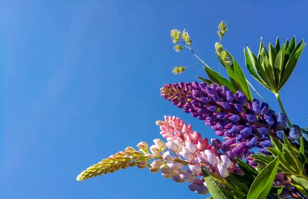 Mavi gökyüzü Bloom karşı çok renkli lupins — Stok fotoğraf