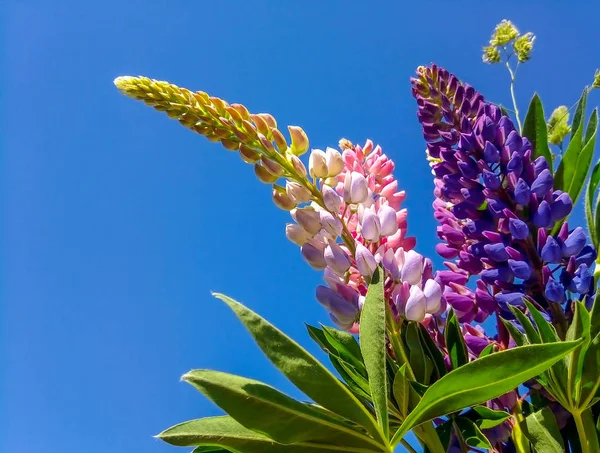 Mavi gökyüzüne karşı çok renkli lupins buket — Stok fotoğraf