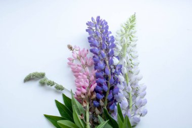 beyaz bir arka planda lupins çok renkli buket postcsrd