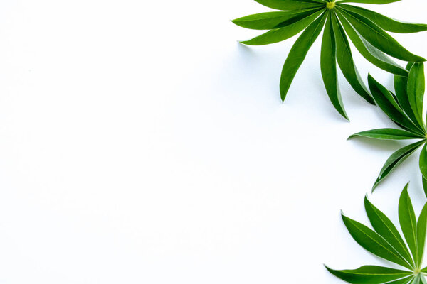 зеленые листья справа на белом фоне
