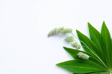 Beyaz arkaplanda yeşil yaprak