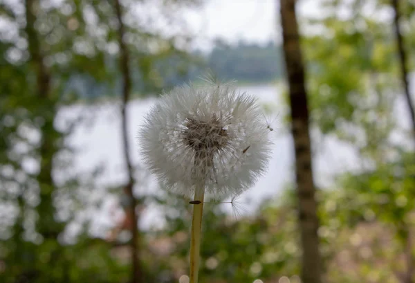 fluffy dandelion in the background of the river