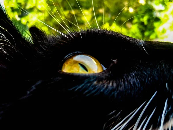 Yellow eye of a black cat against a background of foliage — 图库照片