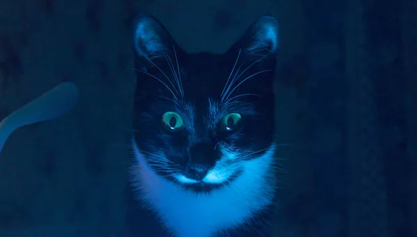 Schnurren in der dunkelschwarzen Katze — Stockfoto