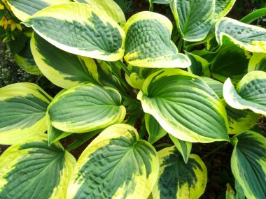 Yeşil yapraklardan oluşan yaratıcı bir düzen. Düz yatıyordu. Doğa arkaplanı