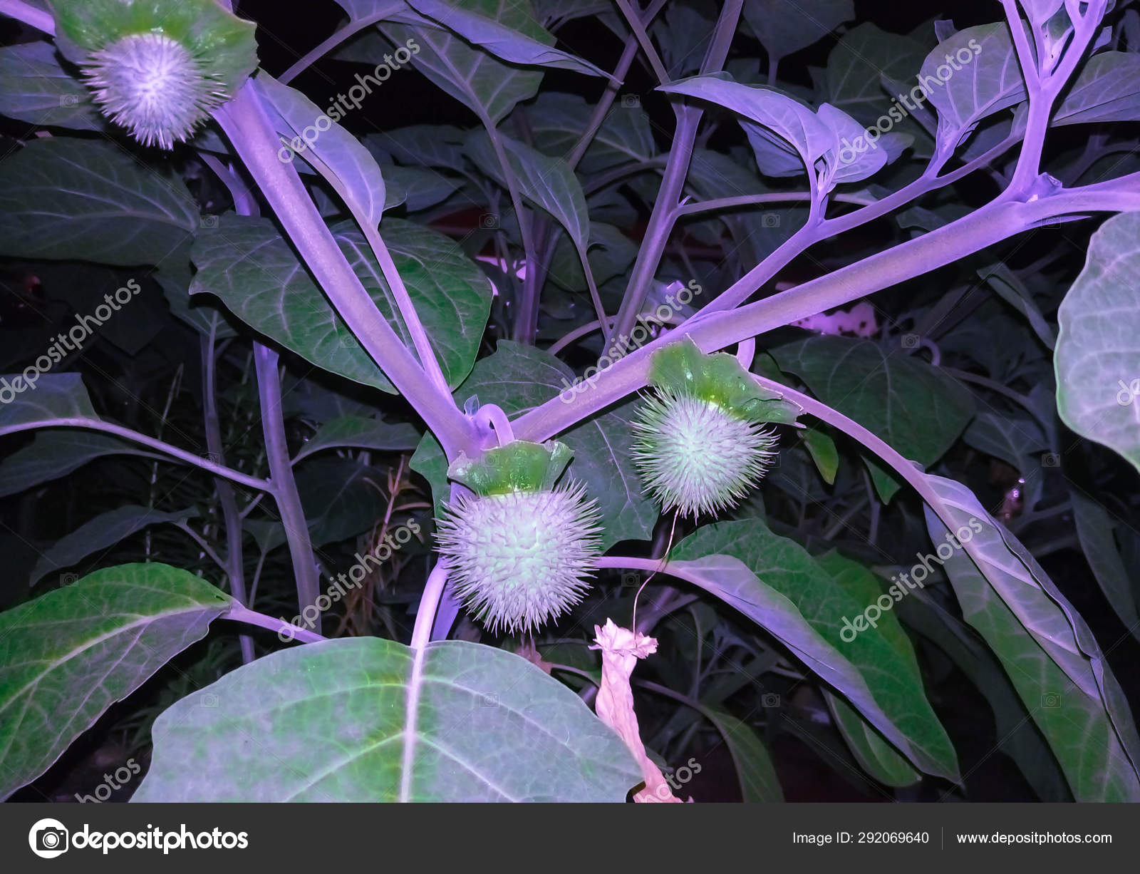 牛蒡花被隔离在白色背景上 药用植物 牛蒡 顶部视图 平躺模式 图库照片 C Lubov62