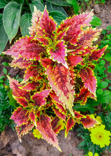 Foliage with the main trendy living coral color Colorful concept