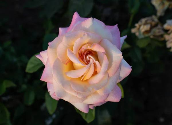 Wunderschöne rosa Rose, die in einem Garten blüht. Nahaufnahme der schönen rosa Rosenblüte auf grün strukturiertem Hintergrund. — Stockfoto