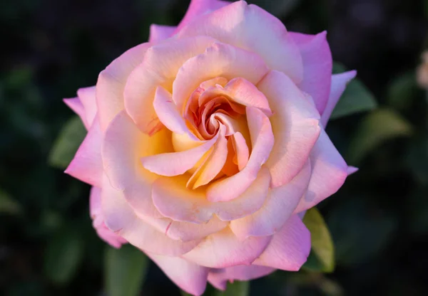 Flor rosa con pétalos rosados aislados sobre fondo verde oscuro. Primer plano de hermosa rosa, detalle de ramo de flores frescas de jardinería — Foto de Stock