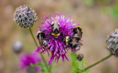 Mor Great Globe Thistle çiçek, bulanık yeşil arka plan uzakta oturan bir yaban arısı soluk yakın çekim görüntü.