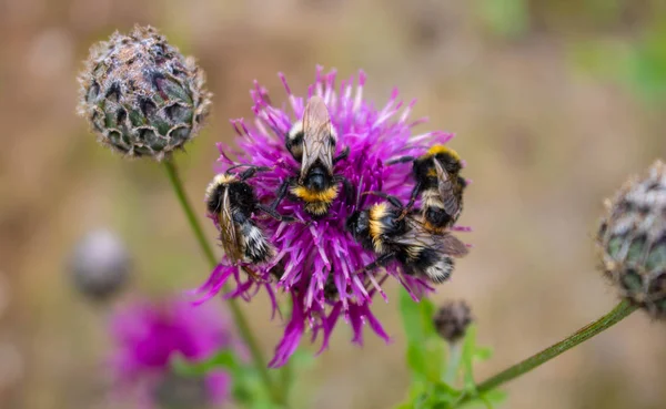Mor Great Globe Thistle çiçek, bulanık yeşil arka plan uzakta oturan bir yaban arısı soluk yakın çekim görüntü.