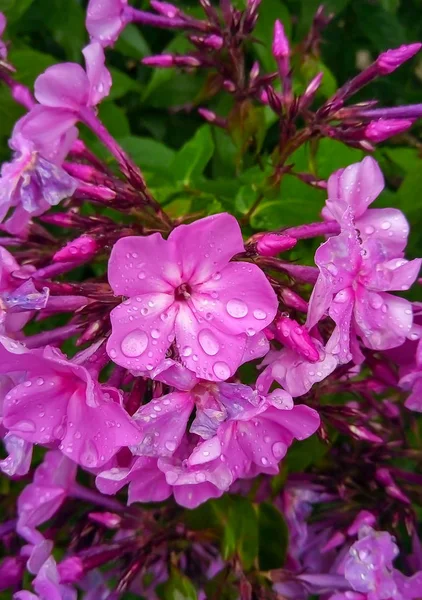 Güzel bir çiçek Phlox Makro fotoğraf. Mor leylak yaprakları ile Phlox çiçek. Çiçeklenme Phlox bitkiler ve çim arka plan karşı çayırda yetişir — Stok fotoğraf