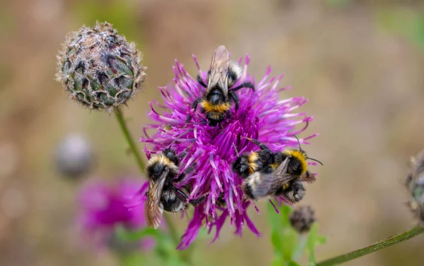 Bumblebee renkli bir çiçek tozlaşma.summer