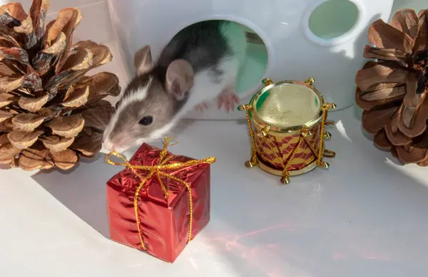 Graue Ratte als Symbol des neuen Jahres 2020 in Weihnachtsdekoration. — Stockfoto