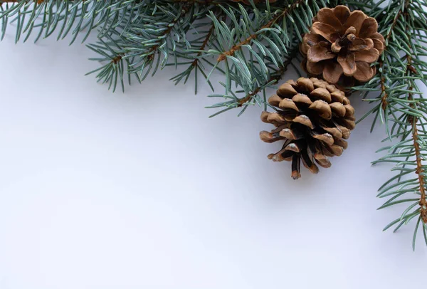 Çam dalları ve konileri beyaz izole ile Noel düzenleme.