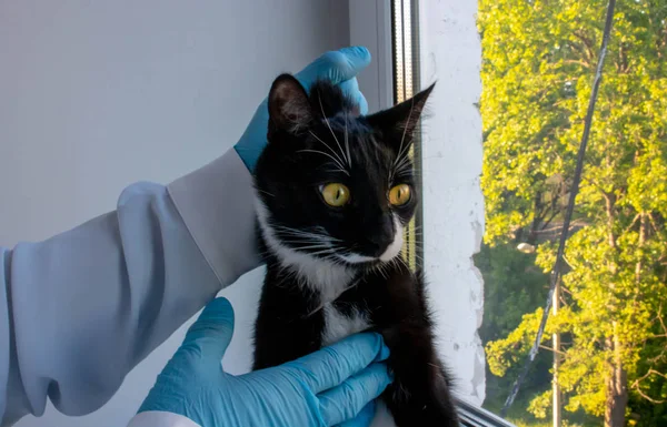 cat with veterinarian doctor at vet clinic. examination of the animal with
