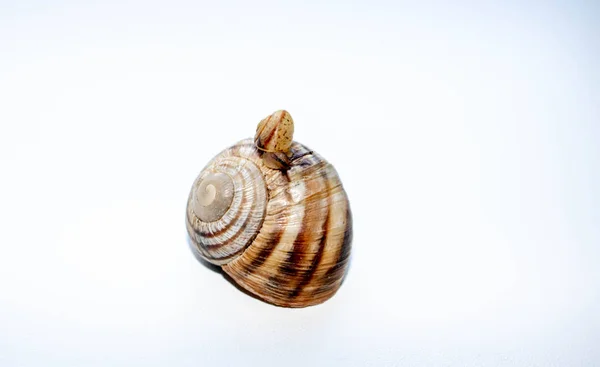 Caracóis isolados em fundo branco.caracol escargot helix — Fotografia de Stock