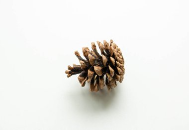 Köknar konileri beyaz arka plan closeup doğa izole