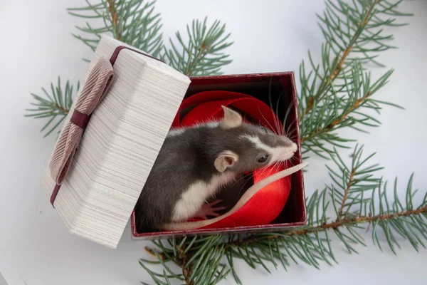 Mignon petit rat gris, souris assise dans un coffret cadeau festif. Présent pour le Nouvel An du Rat. Symbole Nouvel An chinois — Photo
