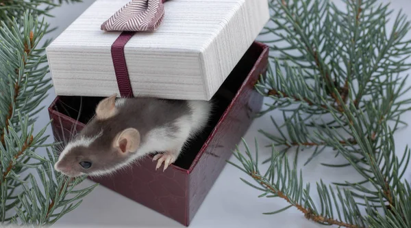 Petit rat moelleux dans la composition du Nouvel An. A côté d'elle est un cadeau avec un arc rouge . — Photo