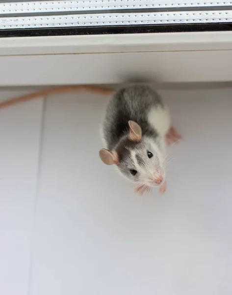 Mignon rat domestique blanc dans un décor de Nouvel An. Symbole de l'année 2020 est un rat . — Photo