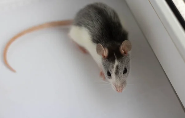 Large grey pet rat isolated on white background