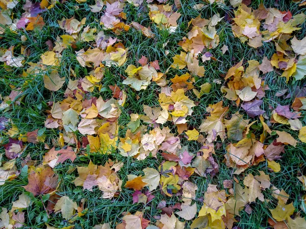 Jesienny obraz, jesienne liście klonu, różne kolory. Żółty, czerwony, bordowy, zielony, pomarańczowy — Zdjęcie stockowe