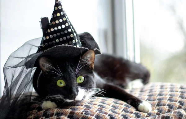 Schwarze Katze mit Hexenhut zu Halloween. isoliert auf weißem Hintergrund — Stockfoto