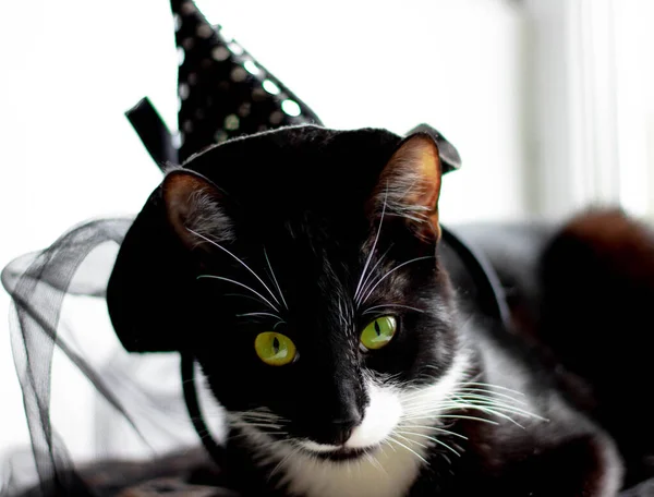 Черная кошка в шляпе на Хэллоуин лежит на полу . — стоковое фото
