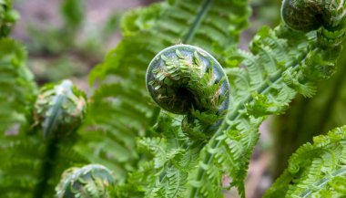 Matteuccia 'lı Fern Spiral, eğreltiotu, devekuşu eğreltiotu, keman başı eğreltiotu ya da eğreltiotu olarak bilinen eğreltiotu türünün bir türüdür..