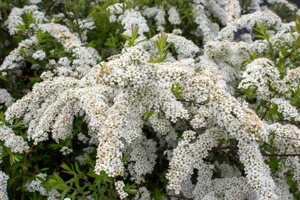 Witte Spirea Bush Voorjaar Gebladerte Kleur Achtergrond Van Witte Bloemen — Stockfoto