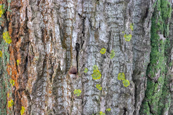 Stare Drzewo Tekstury Tła Wzorzyste Natura Powierzchni — Zdjęcie stockowe