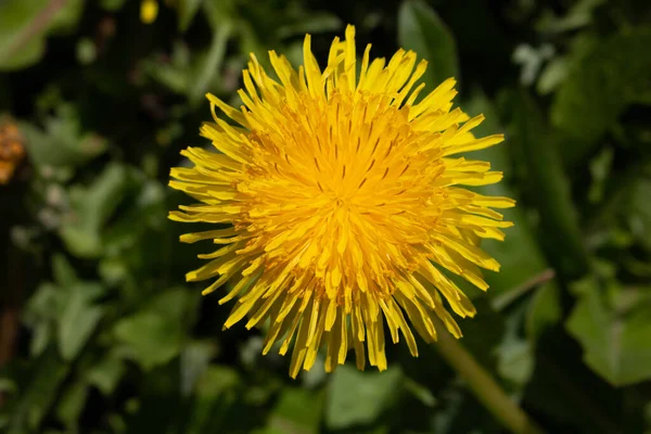 Єдина Жовта Квітка Кульбаби Макрозйомка Кульбаби Зелений Фон — стокове фото
