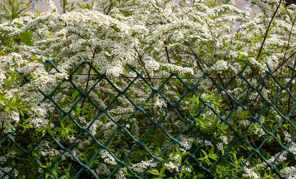 Espiréia Branca Bush Primavera Folhagem Color Background Flores Brancas — Fotografia de Stock