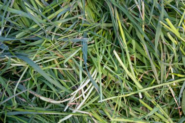 Doğal bir arkaplan olarak taze saman dokusu.