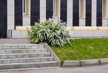 Beyaz, güzel spirea Bush merdivenlerin yanında