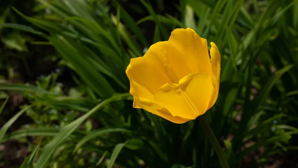Жовта Квітка Тюльпана Клумбі Міському Парку — стокове фото