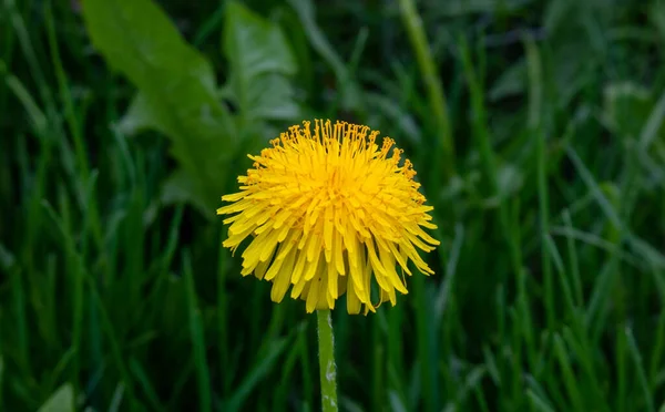 Yellow Dandelion Bright Fluffy Dandelion Flower Background Green Spring Meadows — Stock Photo, Image