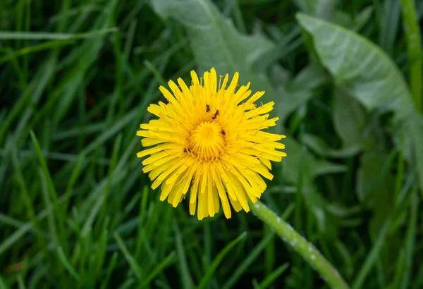 アリは黄色いタンポポの花を這う 緑の草の背景にタンポポ 春と夏のコンセプト — ストック写真