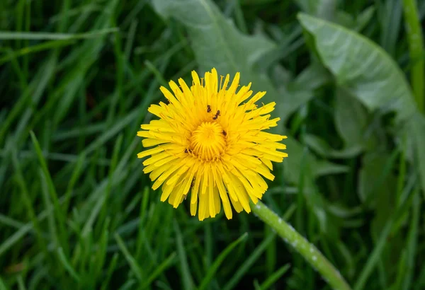 Ants Crawl Yellow Dandelion Flower Dandelion Background Green Grass Concept — Stock Photo, Image