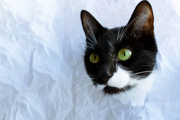 Смешная Черная Кошка Смотрит Через Рваную Дыру Белой Скомканной Бумаге — стоковое фото