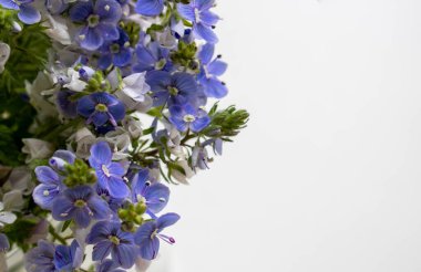 Çiçek arkaplanı. Veronica Alpine Veronica 'nın beyaz bir arka planı var. Vahşi çiçek Veronica meşesi