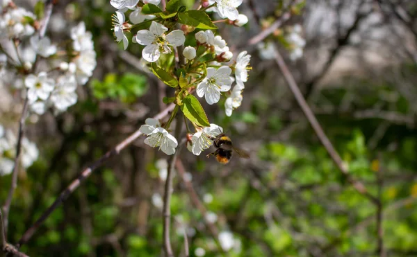 Uma Abelha Numa Flor Cereja Primavera Abelha Poliniza Flores Pequenos — Fotografia de Stock