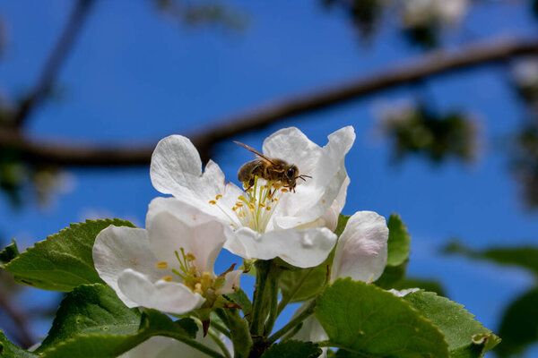 A bee on an Apple blossom . In spring, the bee pollinates the flowers. Small details close-up