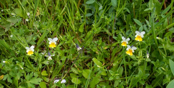 Wild Yellow Violet Wild Flowers Green Grass — Stock Photo, Image