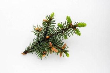 Beyaz bir arka planda küçük iğneler ve koniler bulunan bir ladin dalı. Yeni yıl ve Noel konsepti..