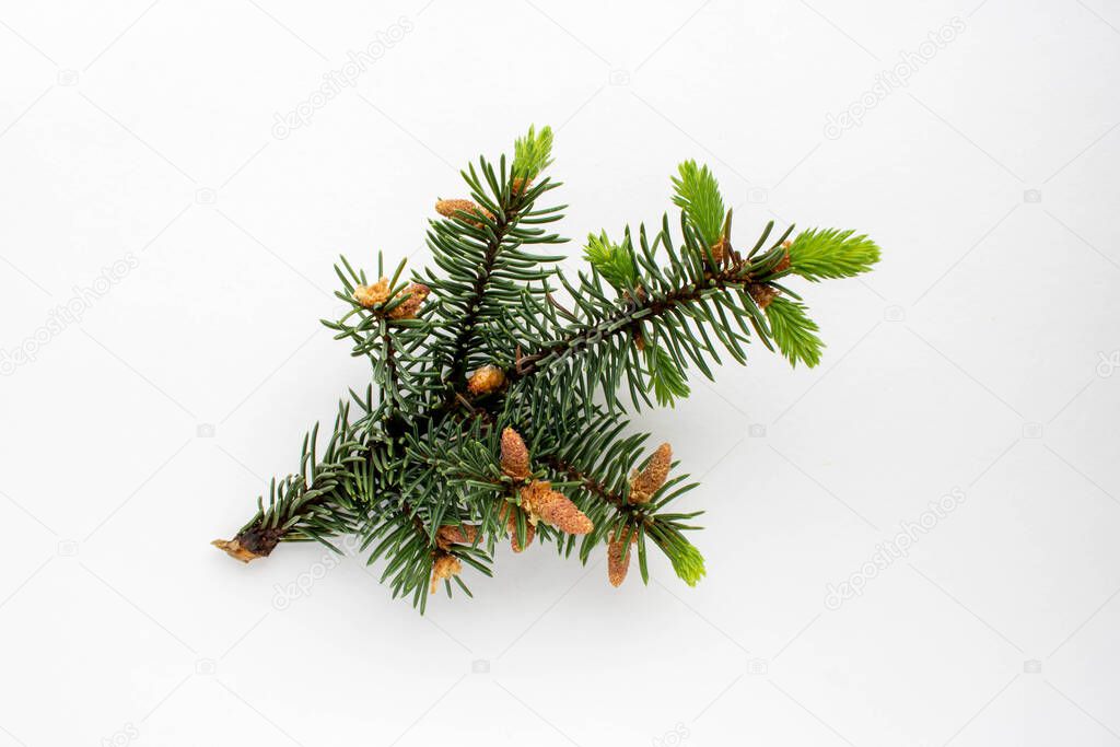 A spruce branch with small young needles and cones isolated on a white background.The concept of the New year and Christmas.