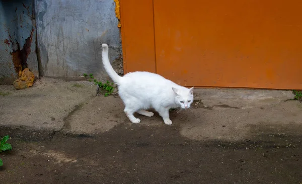 Στο Πεζοδρόμιο Είναι Μια Λευκή Γάτα Διαφορετικά Μάτια Ένα Μπλε — Φωτογραφία Αρχείου