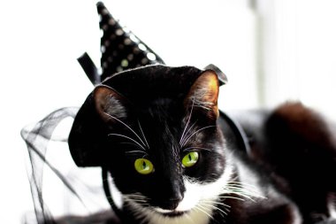 Cadılar Bayramı için cadı şapka ile siyah kedi. Beyaz arka plan üzerinde izole.