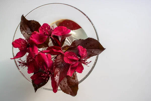 Fioletowe Czerwone Kwiaty Kwitnącej Odmiany Jabłoni Malus Royalty Pendula Szklance Zdjęcia Stockowe bez tantiem